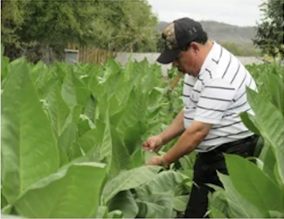 A man tending to large green plants in a field.